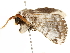  ( - BIOUG51286-C09)  @11 [ ] CreativeCommons - Attribution (2019) CBG Photography Group Centre for Biodiversity Genomics