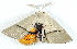  ( - BIOUG04699-E02)  @13 [ ] CreativeCommons - Attribution (2013) CBG Photography Group Centre for Biodiversity Genomics