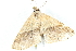  ( - BIOUG04699-F02)  @12 [ ] CreativeCommons - Attribution (2013) CBG Photography Group Centre for Biodiversity Genomics