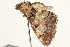  ( - BIOUG04700-B03)  @13 [ ] CreativeCommons - Attribution (2013) CBG Photography Group Centre for Biodiversity Genomics
