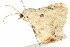  ( - BIOUG04701-C06)  @12 [ ] CreativeCommons - Attribution (2013) CBG Photography Group Centre for Biodiversity Genomics