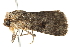  ( - BIOUG04702-B06)  @13 [ ] CreativeCommons - Attribution (2013) CBG Photography Group Centre for Biodiversity Genomics