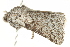  ( - BIOUG04702-C10)  @13 [ ] CreativeCommons - Attribution (2013) CBG Photography Group Centre for Biodiversity Genomics