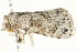  ( - BIOUG04703-A06)  @13 [ ] CreativeCommons - Attribution (2013) CBG Photography Group Centre for Biodiversity Genomics