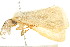  ( - BIOUG04703-E08)  @13 [ ] CreativeCommons - Attribution (2013) CBG Photography Group Centre for Biodiversity Genomics