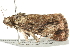  ( - BIOUG04703-F10)  @12 [ ] CreativeCommons - Attribution (2013) CBG Photography Group Centre for Biodiversity Genomics