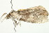  (Corula geometroides - BIOUG04703-G10)  @14 [ ] CreativeCommons - Attribution (2013) CBG Photography Group Centre for Biodiversity Genomics