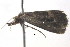  ( - BIOUG06106-A10)  @13 [ ] CreativeCommons - Attribution (2013) CBG Photography Group Centre for Biodiversity Genomics