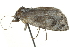  ( - BIOUG04705-C03)  @13 [ ] CreativeCommons - Attribution (2013) CBG Photography Group Centre for Biodiversity Genomics