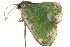  ( - BIOUG04705-G06)  @12 [ ] CreativeCommons - Attribution (2013) CBG Photography Group Centre for Biodiversity Genomics
