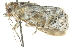  ( - BIOUG04706-B03)  @13 [ ] CreativeCommons - Attribution (2013) CBG Photography Group Centre for Biodiversity Genomics