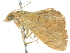  ( - BIOUG05361-A10)  @12 [ ] CreativeCommons - Attribution (2013) CBG Photography Group Centre for Biodiversity Genomics
