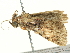  ( - BIOUG05361-C08)  @12 [ ] CreativeCommons - Attribution (2013) CBG Photography Group Centre for Biodiversity Genomics
