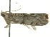  ( - BIOUG05361-E08)  @12 [ ] CreativeCommons - Attribution (2013) CBG Photography Group Centre for Biodiversity Genomics