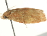  ( - BIOUG05366-G04)  @13 [ ] CreativeCommons - Attribution (2013) CBG Photography Group Centre for Biodiversity Genomics