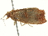  ( - BIOUG05366-G05)  @13 [ ] CreativeCommons - Attribution (2013) CBG Photography Group Centre for Biodiversity Genomics