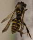  (Nomada LP2014 - CCDB-22009 B04)  @13 [ ] CreativeCommons - Attribution (2015) Laurence Packer York University