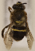  (Epicharis maculata - CCDB-22009 B09)  @11 [ ] CreativeCommons - Attribution (2015) Laurence Packer York University