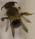  (Andrena MEX44 - CCDB-22009 C04)  @11 [ ] CreativeCommons - Attribution (2015) Laurence Packer York University