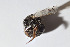  ( - CCDB-30385 E02)  @11 [ ] CreativeCommons - Attribution (2017) Laurence Packer York University