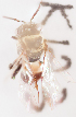  (Lepidotrigona ventralis - CCDB-30344 H02)  @11 [ ] CreativeCommons - Attribution (2015) Laurence Packer York University