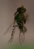  ( - CCDB-22015 H04)  @12 [ ] CreativeCommons - Attribution (2015) Laurence Packer York University