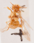  (Tetragonula melina - CCDB-30344 H04)  @11 [ ] CreativeCommons - Attribution (2015) Laurence Packer York University
