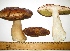  (Boletus edulis s.l - GO-2009-282)  @11 [ ] Copyright (2009) Roberto Garibay Orijel Universidad Nacional Autonoma de Mexico