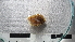  ( - COI_S18)  @11 [ ] CreativeCommons  Attribution (by (2023) Unspecified Pontificia Uiversidad Catolica de Chile, Nucleo Milenio for Temperate Mesophotic Reefs