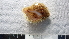  ( - COI_S18)  @11 [ ] CreativeCommons  Attribution (by (2023) Unspecified Pontificia Uiversidad Catolica de Chile, Nucleo Milenio for Temperate Mesophotic Reefs