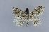  ( - USNM ENT 00796827)  @13 [ ] CreativeCommons - Attribution Share-Alike (2019) Unspecified Smithsonian Institution National Museum of Natural History