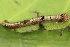  ( - NUMCATCR0037)  @12 [ ] CreativeCommons - Attribution Non-Commercial Share-Alike (2016) C. Redmond Czech Academy of Sciences
