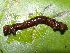  ( - NUMCATCR0224)  @11 [ ] CreativeCommons - Attribution Non-Commercial Share-Alike (2016) C. Redmond Czech Academy of Sciences