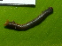  ( - NUMCATCR0225)  @12 [ ] CreativeCommons - Attribution Non-Commercial Share-Alike (2016) C. Redmond Czech Academy of Sciences