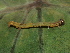  ( - NUMCATCR0325)  @12 [ ] CreativeCommons - Attribution Non-Commercial Share-Alike (2016) C. Redmond Czech Academy of Sciences