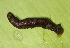  ( - NUMCATCR0263)  @12 [ ] CreativeCommons - Attribution Non-Commercial Share-Alike (2016) C. Redmond Czech Academy of Sciences