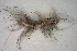  ( - NUMCATCR0535)  @12 [ ] CreativeCommons - Attribution Non-Commercial Share-Alike (2016) C. Redmond Czech Academy of Sciences