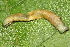  ( - NUMCATCR0408)  @12 [ ] CreativeCommons - Attribution Non-Commercial Share-Alike (2016) C. Redmond Czech Academy of Sciences