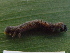  ( - NUMCATCR0421)  @12 [ ] CreativeCommons - Attribution Non-Commercial Share-Alike (2016) C. Redmond Czech Academy of Sciences
