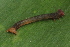  ( - NUMCATCR0120)  @12 [ ] CreativeCommons - Attribution Non-Commercial Share-Alike (2016) C. Redmond Czech Academy of Sciences