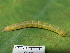  ( - NUMCATCR0141)  @12 [ ] CreativeCommons - Attribution Non-Commercial Share-Alike (2016) C. Redmond Czech Academy of Sciences