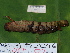  ( - NUMCATCR0144)  @11 [ ] CreativeCommons - Attribution Non-Commercial Share-Alike (2016) C. Redmond Czech Academy of Sciences