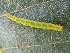  ( - NUMCATCR0368)  @12 [ ] CreativeCommons - Attribution Non-Commercial Share-Alike (2016) C. Redmond Czech Academy of Sciences