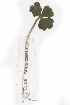  (Ranunculus villarsii - CCDB-23951-E06)  @11 [ ] CreativeCommons - Attribution (2015) CBG Photography Group Centre for Biodiversity Genomics