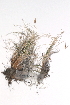  ( - CCDB-23966-C03)  @11 [ ] CreativeCommons - Attribution (2015) CBG Photography Group Centre for Biodiversity Genomics