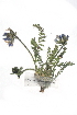 ( - CCDB-24807-A06)  @11 [ ] CreativeCommons - Attribution (2015) CBG Photography Group Centre for Biodiversity Genomics