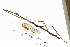  (Spinocloidea - CCDB-50986-C11)  @11 [ ] Copyright (2025) Unspecified Private Collection of Pablo Valero