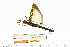  (Stratocles viridimaculatus - CCDB-50986-E02)  @11 [ ] Copyright (2025) Unspecified Private Collection of Pablo Valero