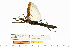  (Stratocles cinctipes - CCDB-50986-E03)  @11 [ ] Copyright (2025) Unspecified Private Collection of Pablo Valero
