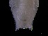  ( - KB2Hap011)  @11 [ ] CreativeCommons  Attribution (by) (2021) Charlotte Mathiebe, Henry Knauber, Torben Riehl Senckenberg Research Institute and Natural History Museum, Frankfurt am Main